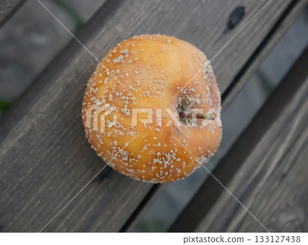 Moldy Apple on Wood: Nature's Decomposition Process Moldy Apple on Wood: Nature's Decomposition Process 133127438