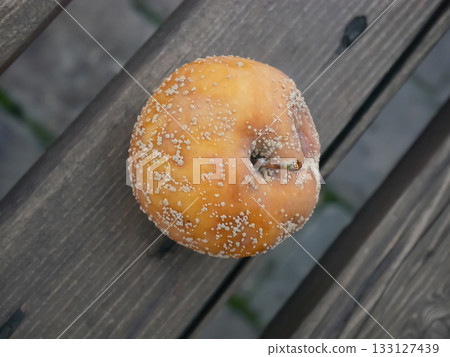 Moldy Apple on Wood: Nature's Decomposition Process 133127439