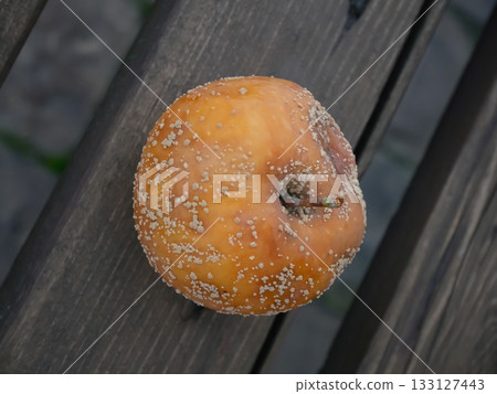 Moldy Apple on Wood: Nature's Decomposition Process Moldy Apple on Wood: Nature's Decomposition Process 133127443