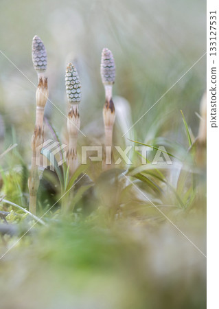 Horsetail growing in the spring light 133127531