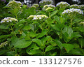 Hydrangea blooming in the rainy season 133127576