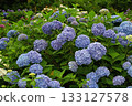 Hydrangea blooming in the rainy season 133127578