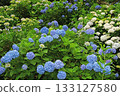 Hydrangea blooming in the rainy season 133127580