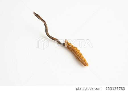 Cordyceps sinensis or Ophiocordyceps sinensis isolated on white background, mushroom herb treatment medicine. 133127783