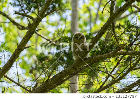 Baby owl leaves the nest 133127787