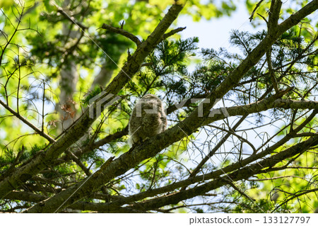 Baby owl leaves the nest Baby owl leaves the nest 133127797