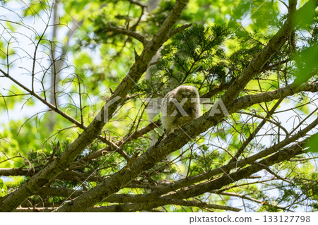 Baby owl leaves the nest 133127798