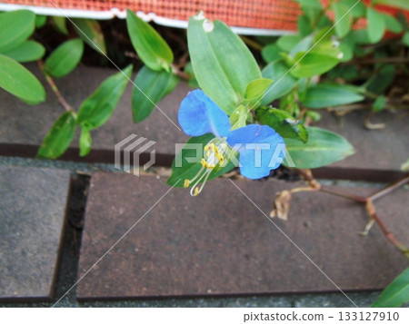 藍色Commelina communis 藍色Commelina communis 133127910