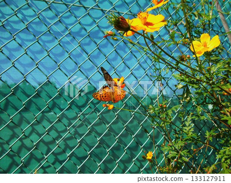 棲息在一朵黃色花上的津馬古羅豹 133127911