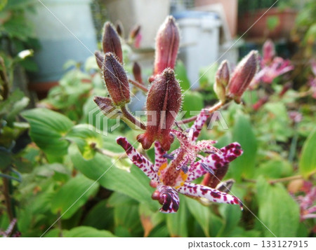 紅杜鵑花 133127915