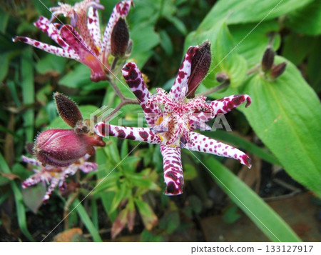 白色和紅紫色相間的斑駁杜鵑花 133127917