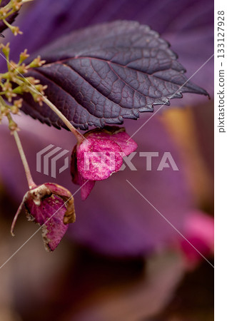 The Last Hydrangea 133127928