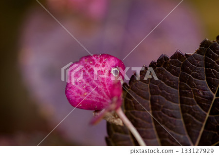The Last Hydrangea 133127929
