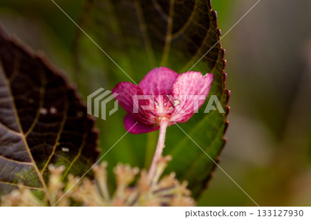 The Last Hydrangea 133127930