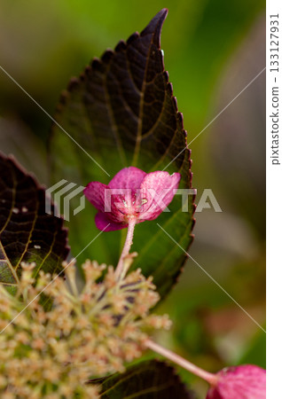 The Last Hydrangea 133127931