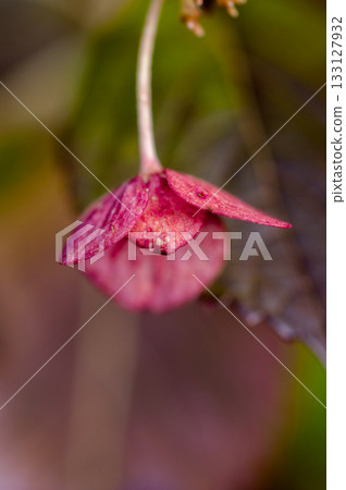 The Last Hydrangea 133127932