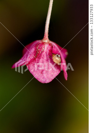 The Last Hydrangea 133127933