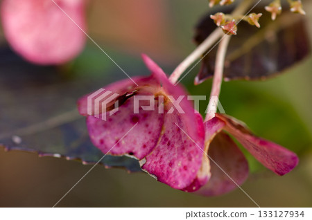 The Last Hydrangea 133127934