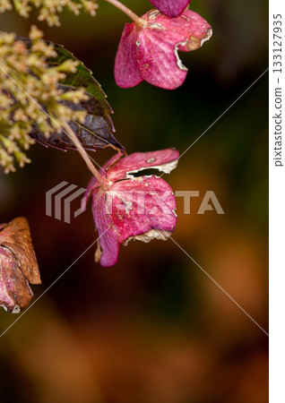 The Last Hydrangea 133127935
