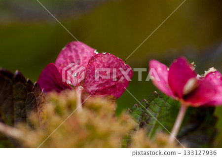 The Last Hydrangea 133127936