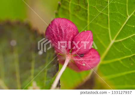 The Last Hydrangea 133127937
