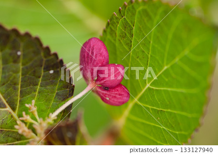 The Last Hydrangea 133127940