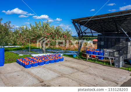 Under clear autumn skies, apples are being harvested in the orchard 133128203
