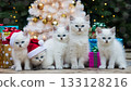 Christmas present and white kitten 133128216