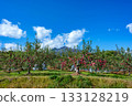 [Aomori Prefecture Hirosaki City apple] Iwakiyama Aizu Tsugaru autumn, apple garden is being harvested 133128219