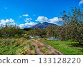 [Aomori Prefecture Hirosaki City apple] Iwakiyama Aizu Tsugaru autumn, apple garden is being harvested 133128220