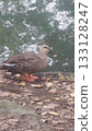 Riverside duck 133128247