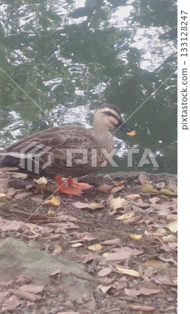 Riverside duck 133128247