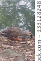 Duck 133128248