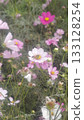 Pink cosmos flowers blooming in the autumn fields 133128254