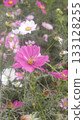 Blooming pink cosmos 133128255