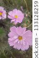 Blooming pink cosmos 133128259