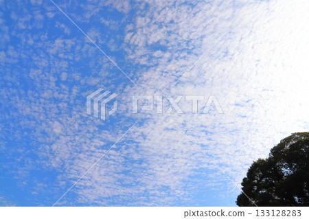 藍天，高積雲，樹木 133128283