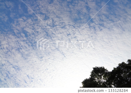 藍天，高積雲，樹木 133128284