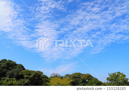 藍天，高積雲，樹木 133128285