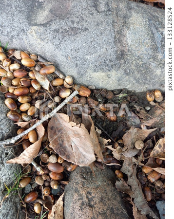 A lot of acorns A lot of acorns 133128524