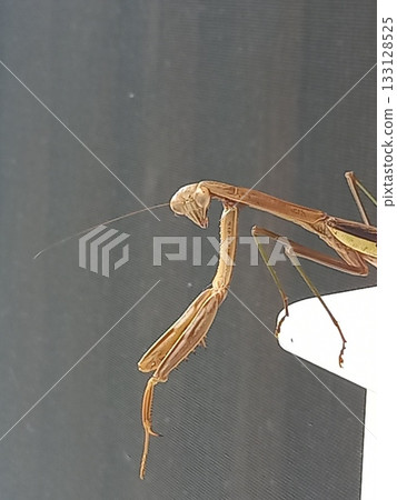 I'm being watched! By a praying mantis I'm being watched! By a praying mantis 133128525