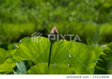 Lotus buds 133128606