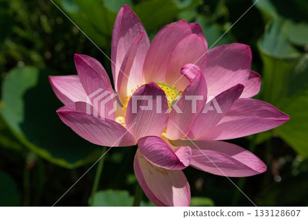 Lotus flower Lotus flower 133128607