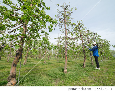 高密度矮化蘋果園 133128984