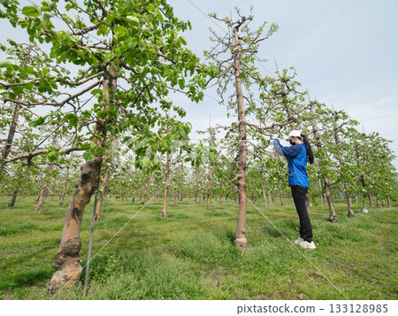 高密度矮化蘋果園 133128985