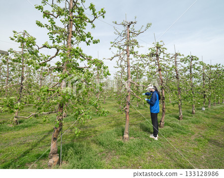 高密度矮化蘋果園 133128986