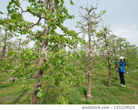 一位農夫正在密植的蘋果園裡採摘鮮花。 133129029