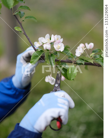Apple blossom picking - close up 133129064
