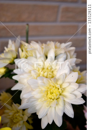 白菊花 白菊花 133129111