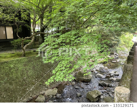 Meiji no Mori Minoh Quasi-National Park in Minoh City, Osaka Prefecture 133129171